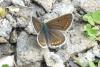 Aricia artaxerxes
